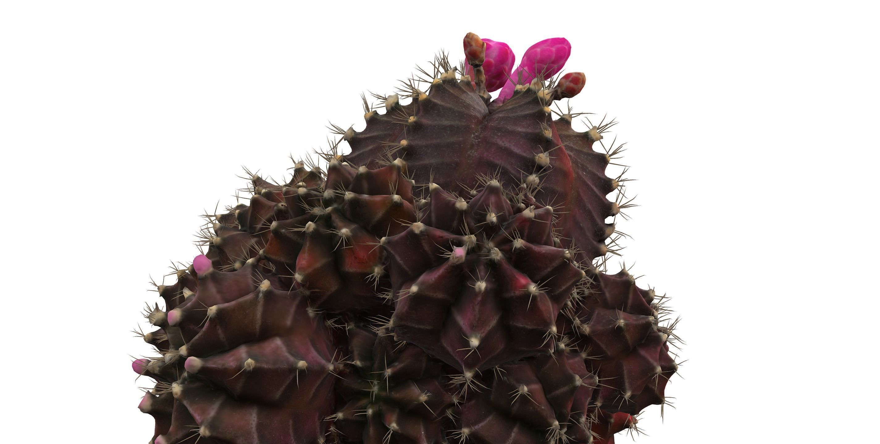 Little red cactus in a pod 3D model_3