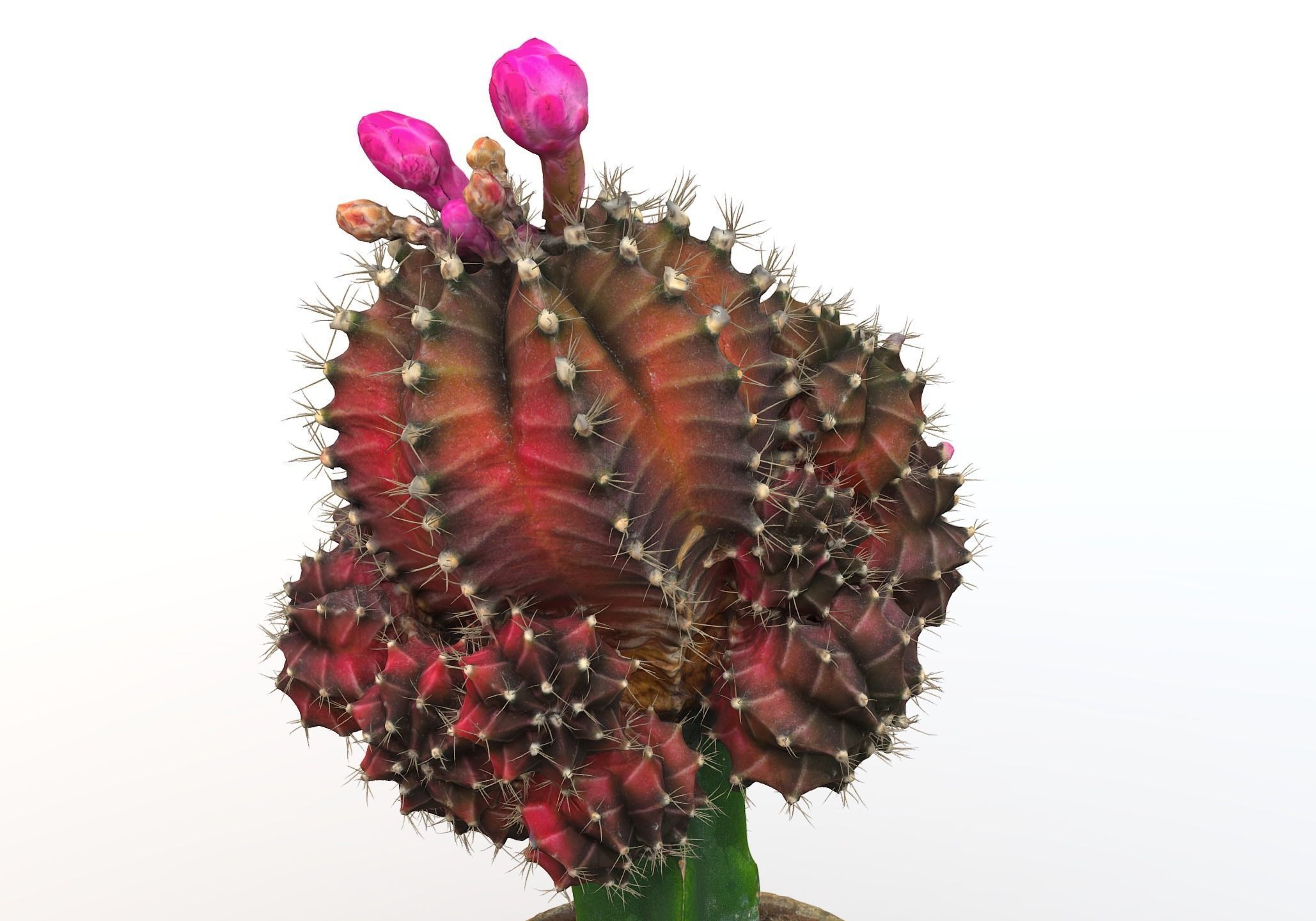 Little red cactus in a pod 3D model_17