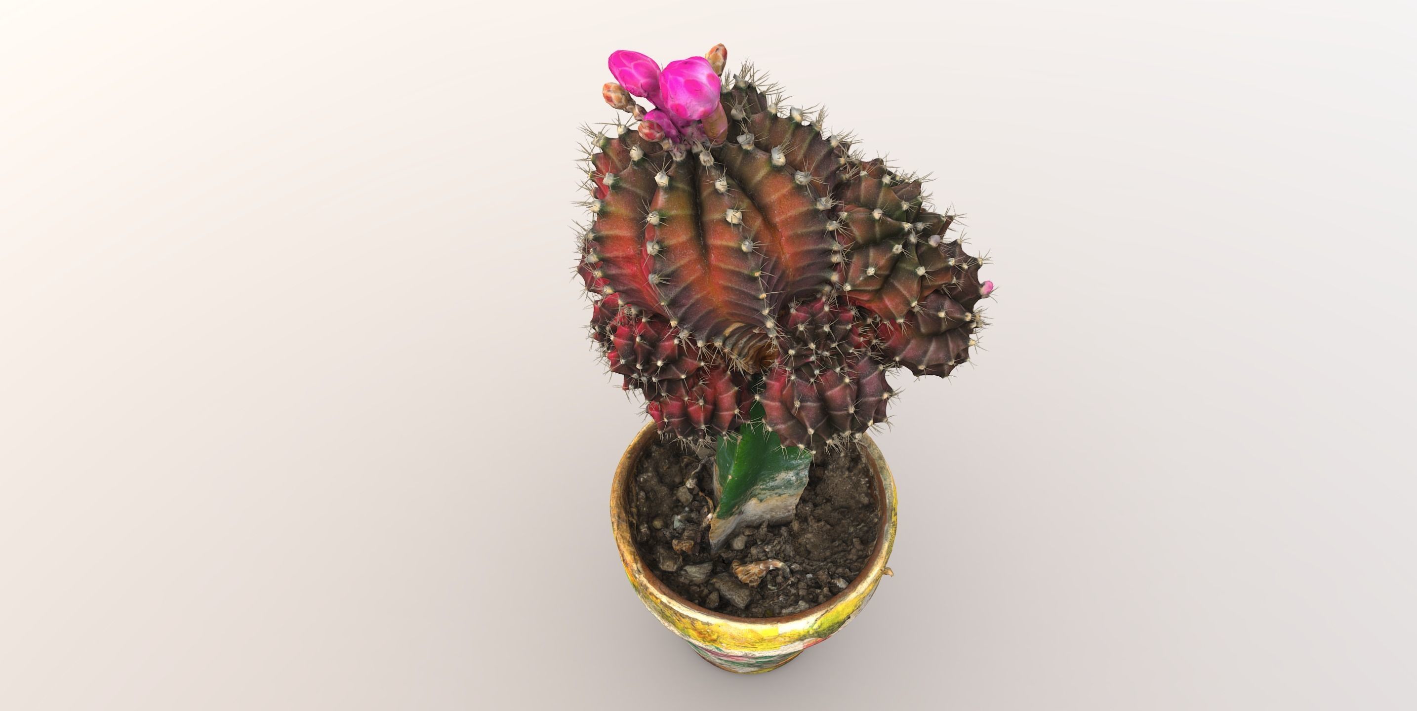 Little red cactus in a pod 3D model_2