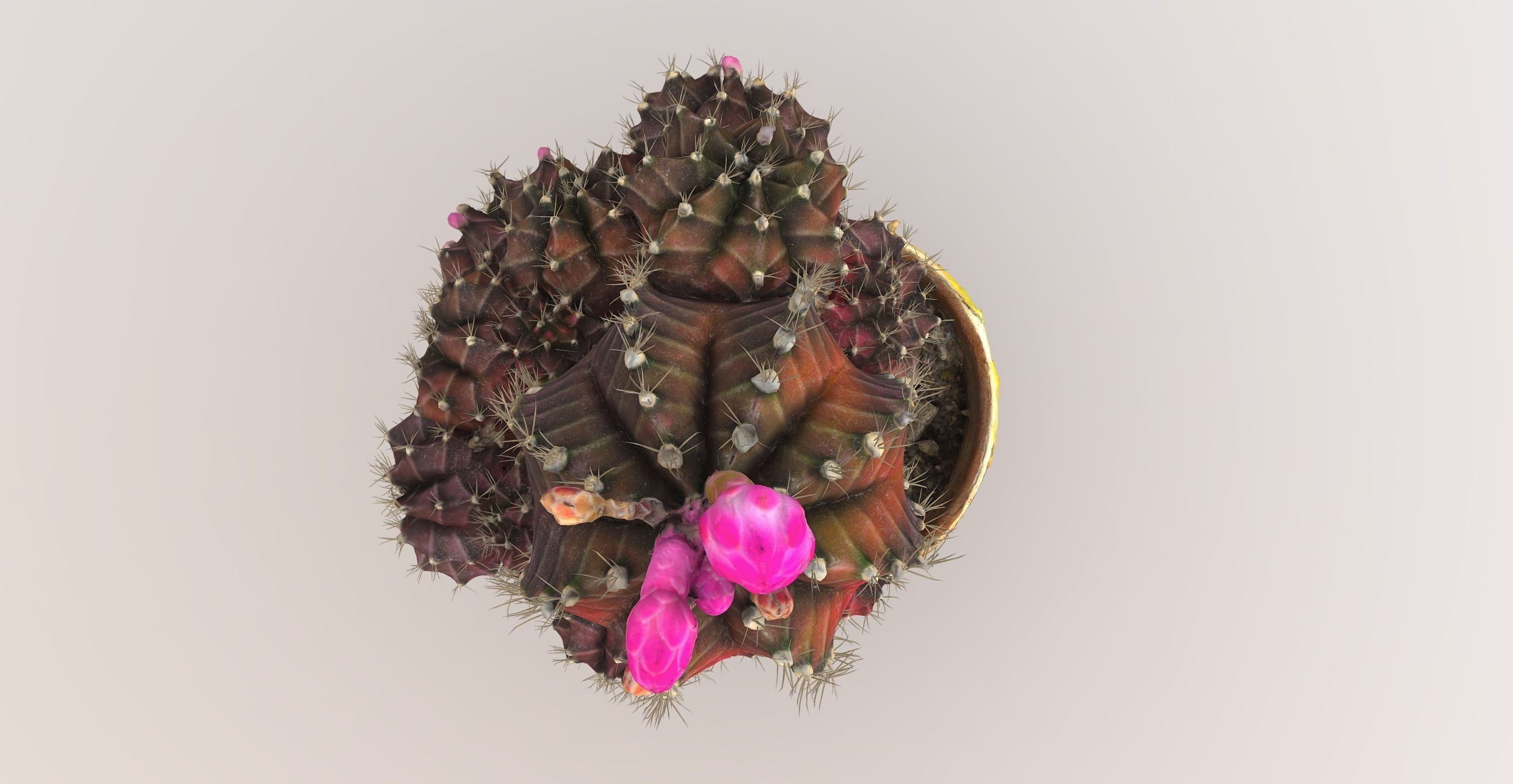 Little red cactus in a pod 3D model_6