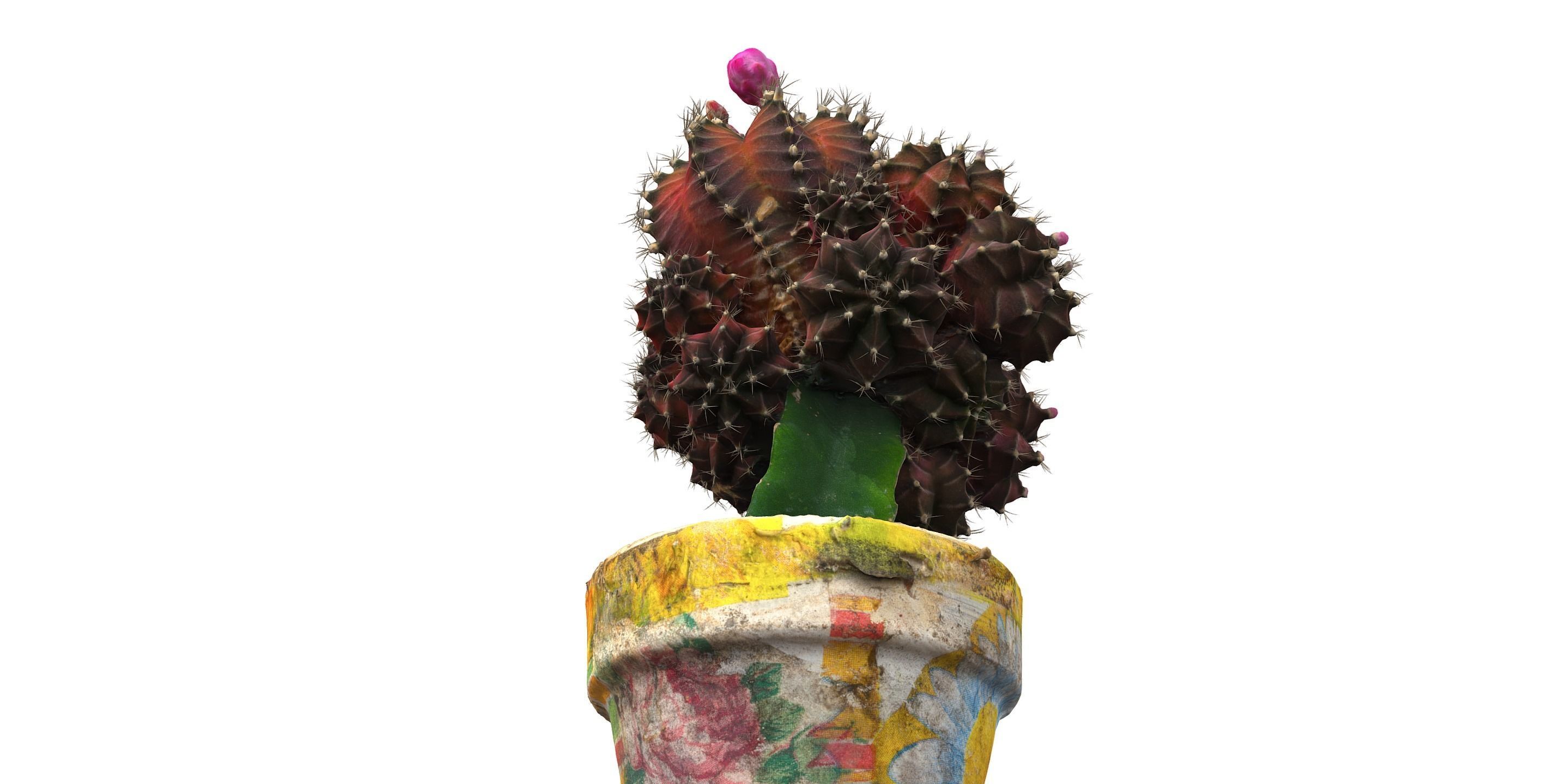 Little red cactus in a pod 3D model_5