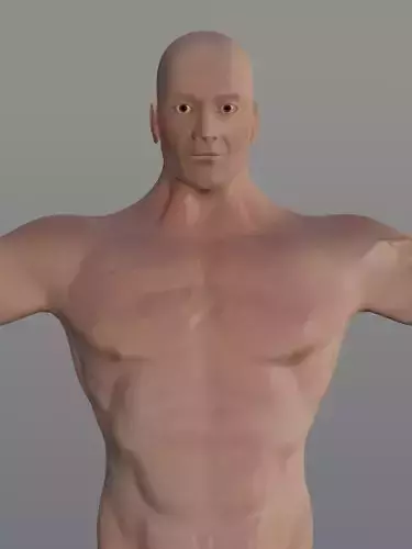 Human Basic Model - Muscular