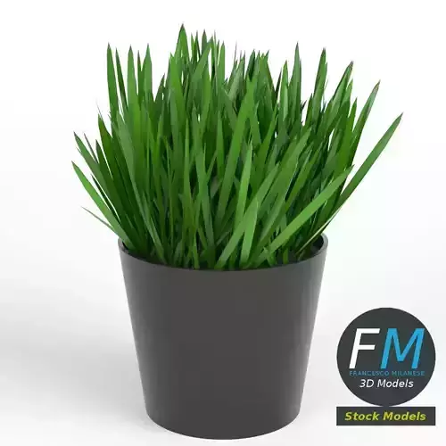 Grass in a pot 1