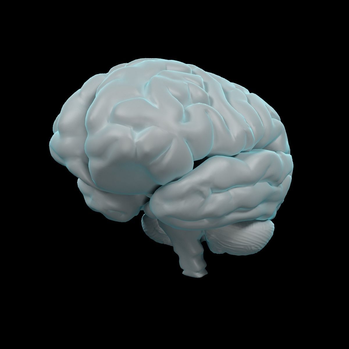 Human Brain 3D model_5