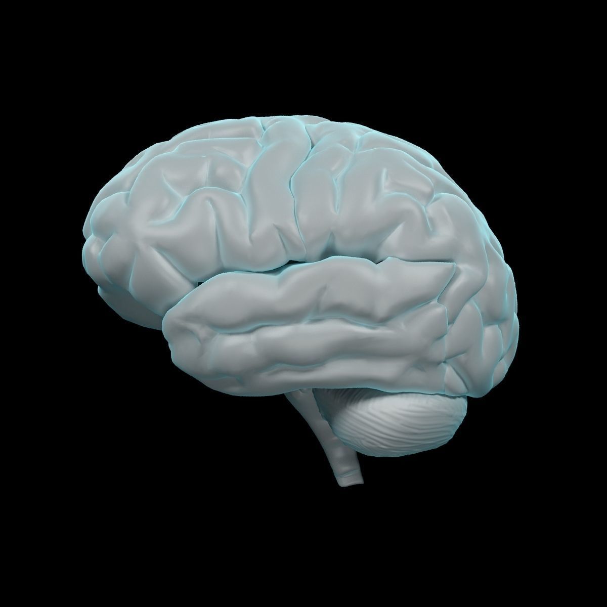 Human Brain 3D model_12