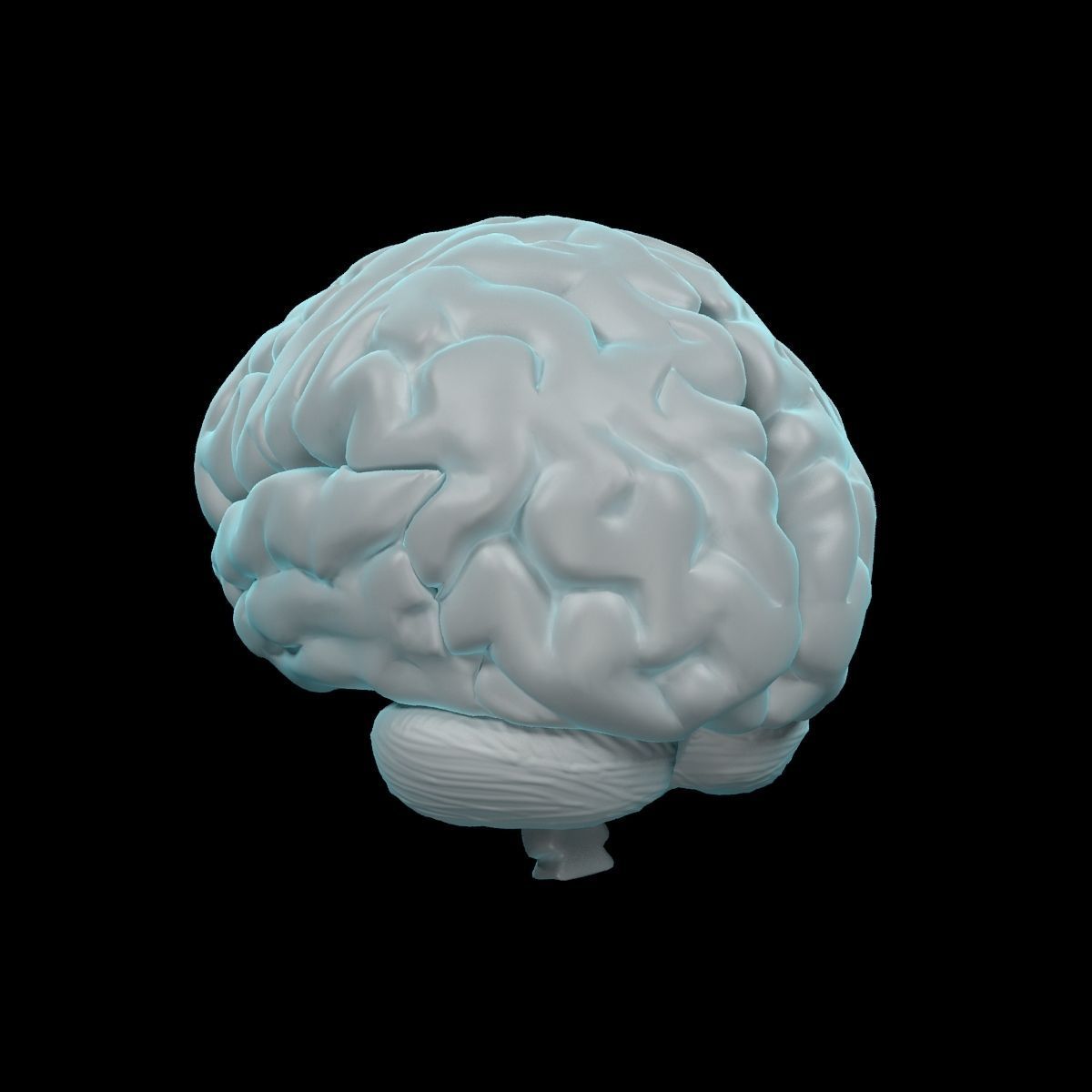 Human Brain 3D model_9