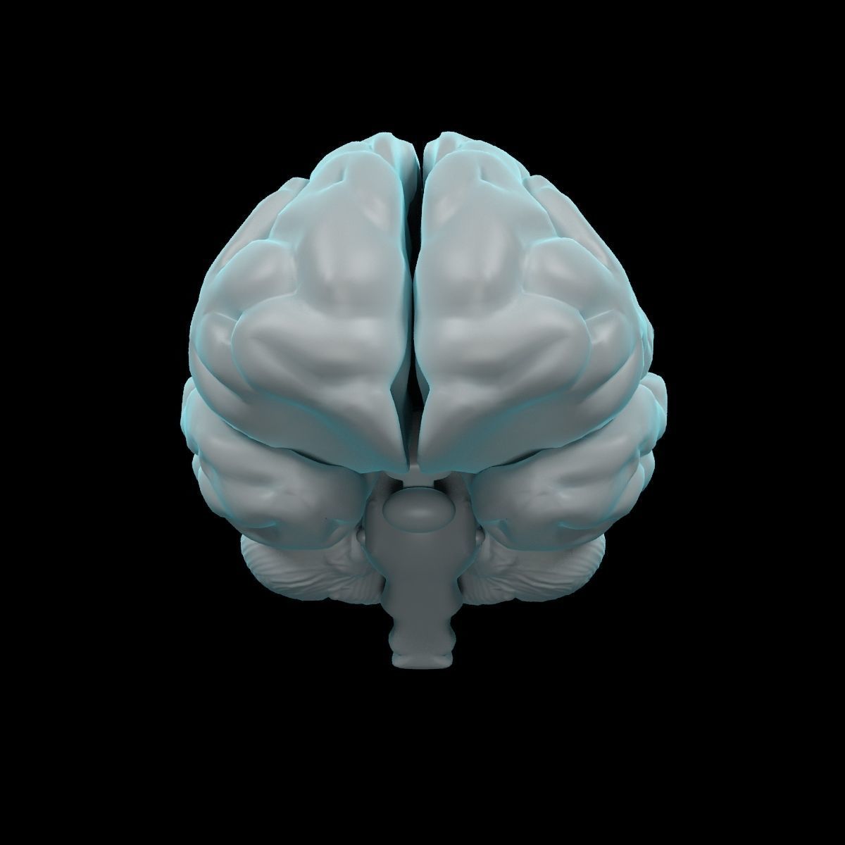 Human Brain 3D model_13