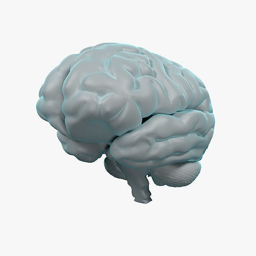 Human Brain 3D model