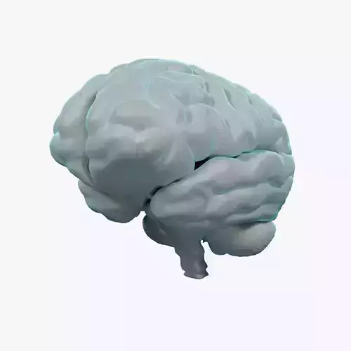 Human Brain 3D model