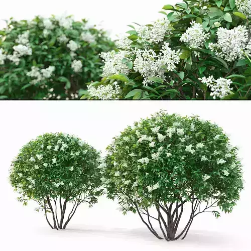 Ligustrum flowering 01