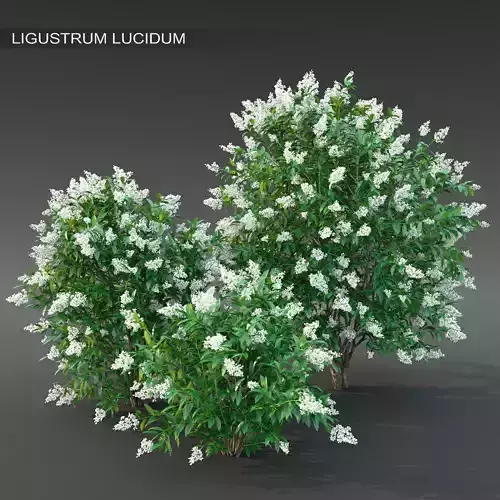 Ligustrum flowering 02 3D model
