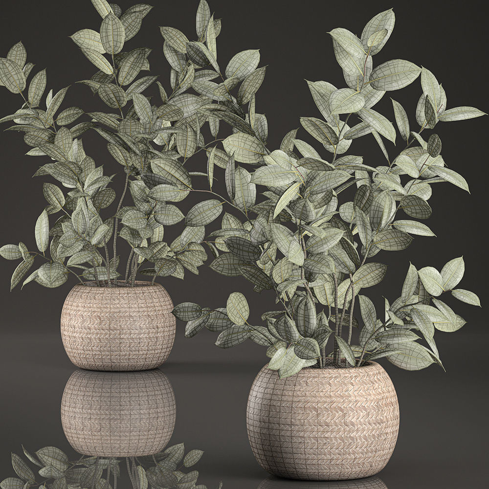 Decorative Ficus tree for the interior in basket 632 3D model_5