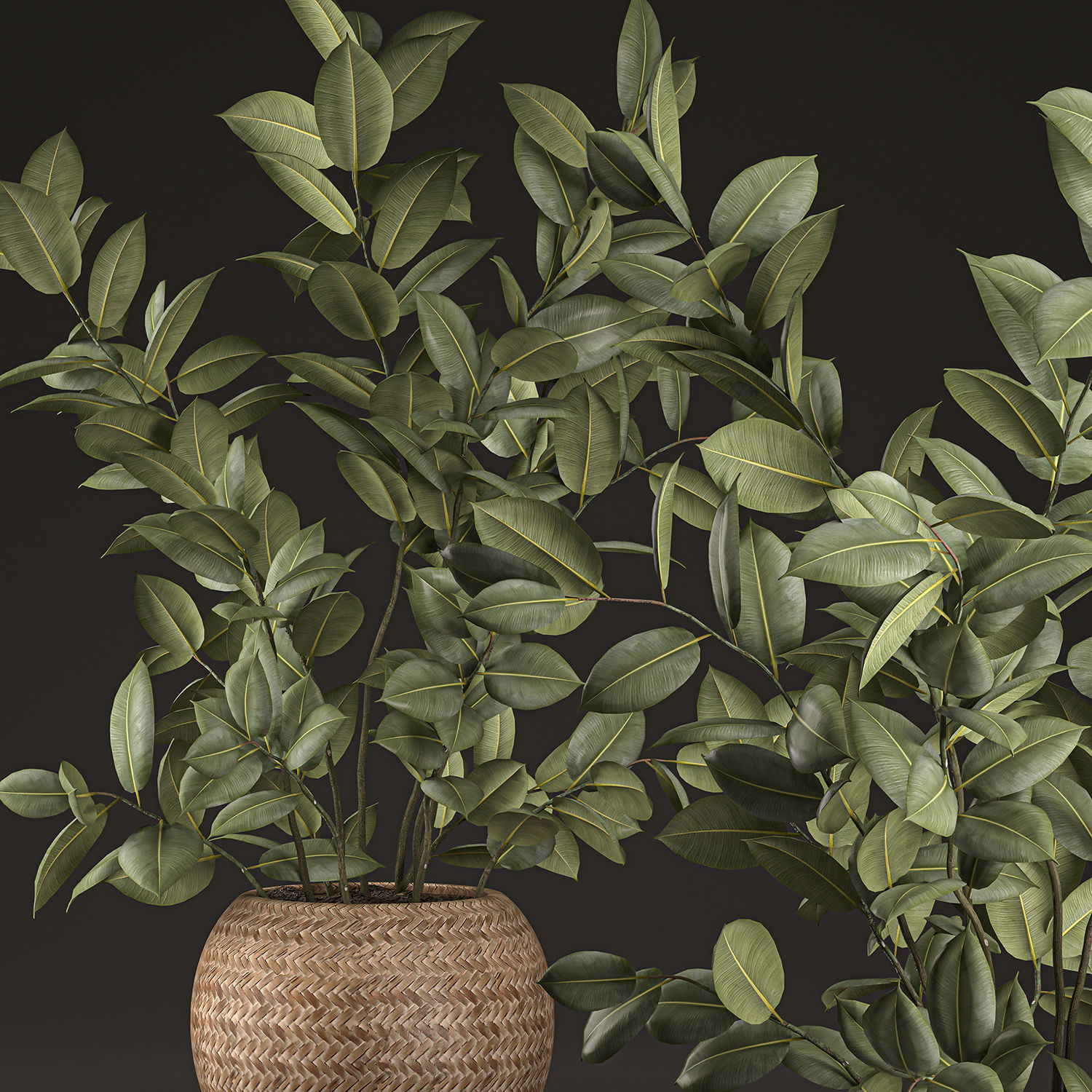 Decorative Ficus tree for the interior in basket 632 3D model_2
