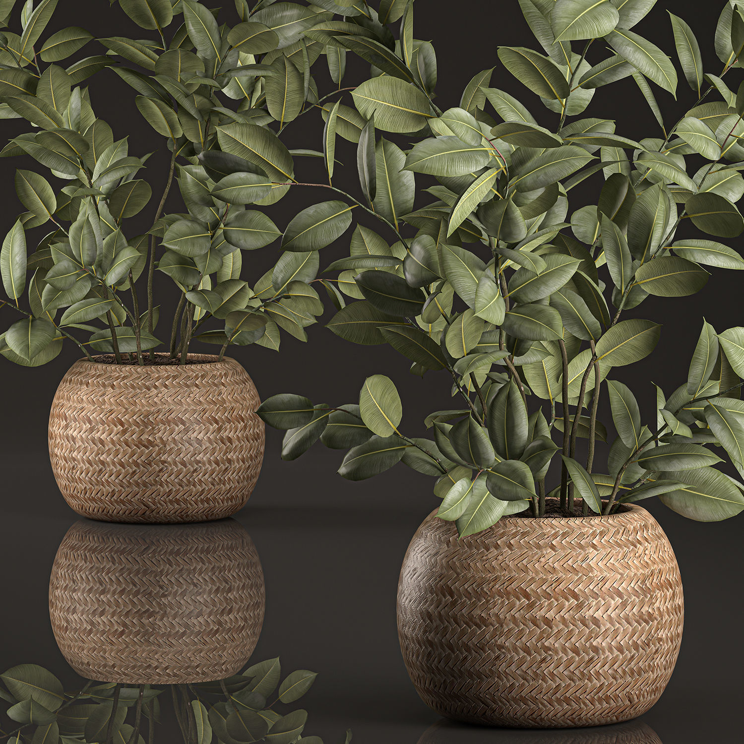 Decorative Ficus tree for the interior in basket 632 3D model_1
