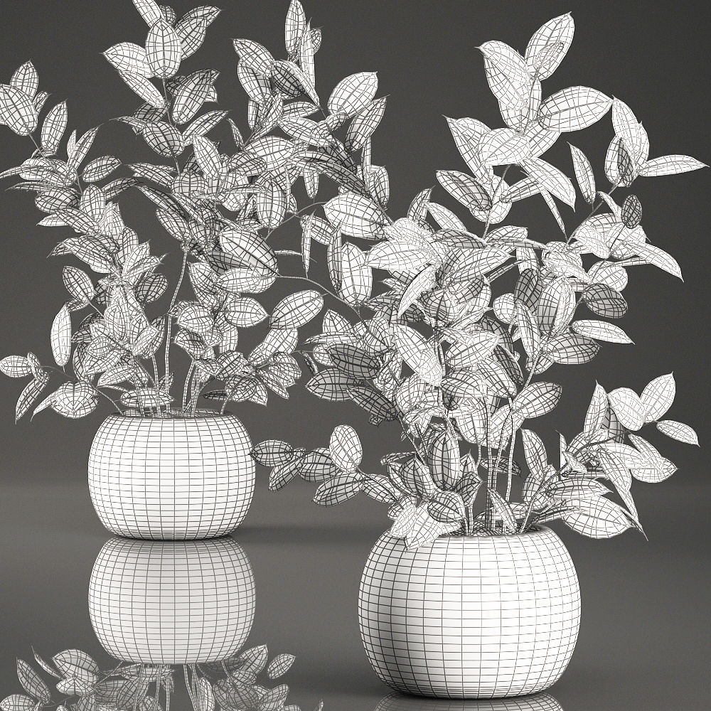 Decorative Ficus tree for the interior in basket 632 3D model_6