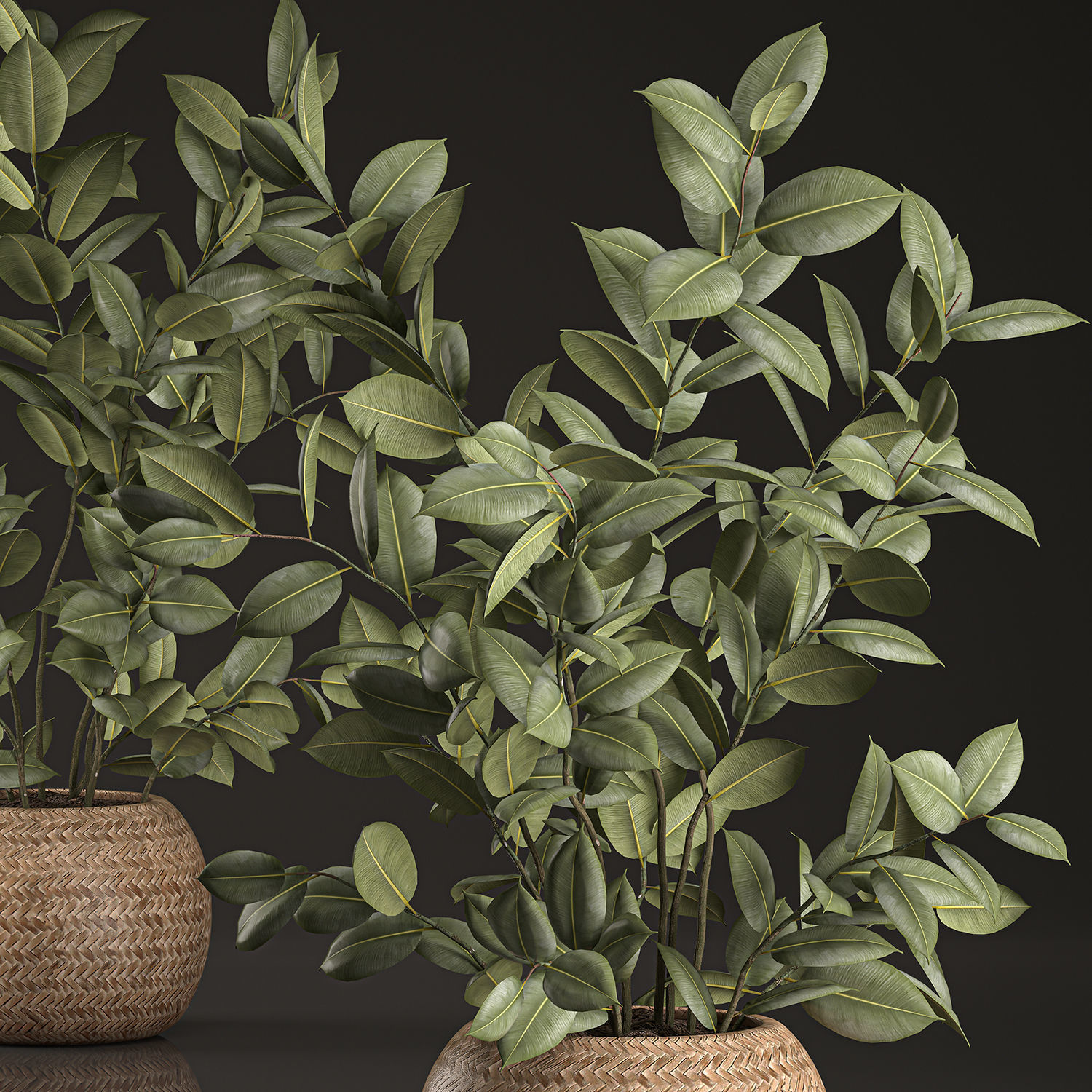 Decorative Ficus tree for the interior in basket 632 3D model_3