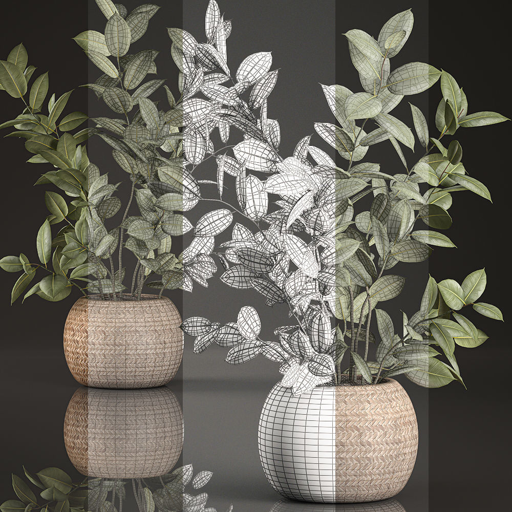 Decorative Ficus tree for the interior in basket 632 3D model_4