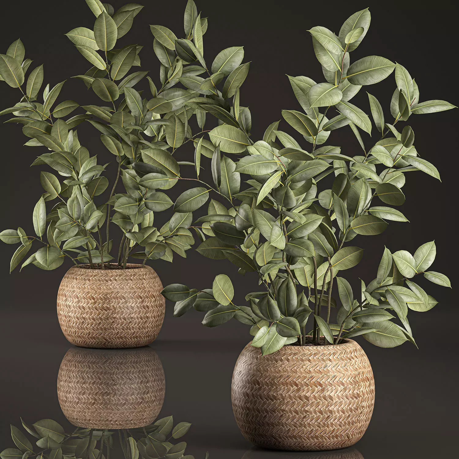 Decorative Ficus tree for the interior in basket 632 3D model_0
