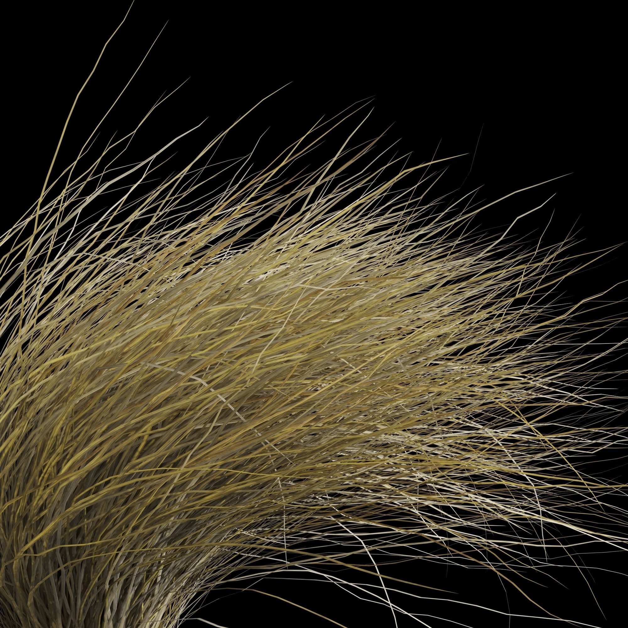 Wild Dry Grass Bent By The Wind 3D model_1