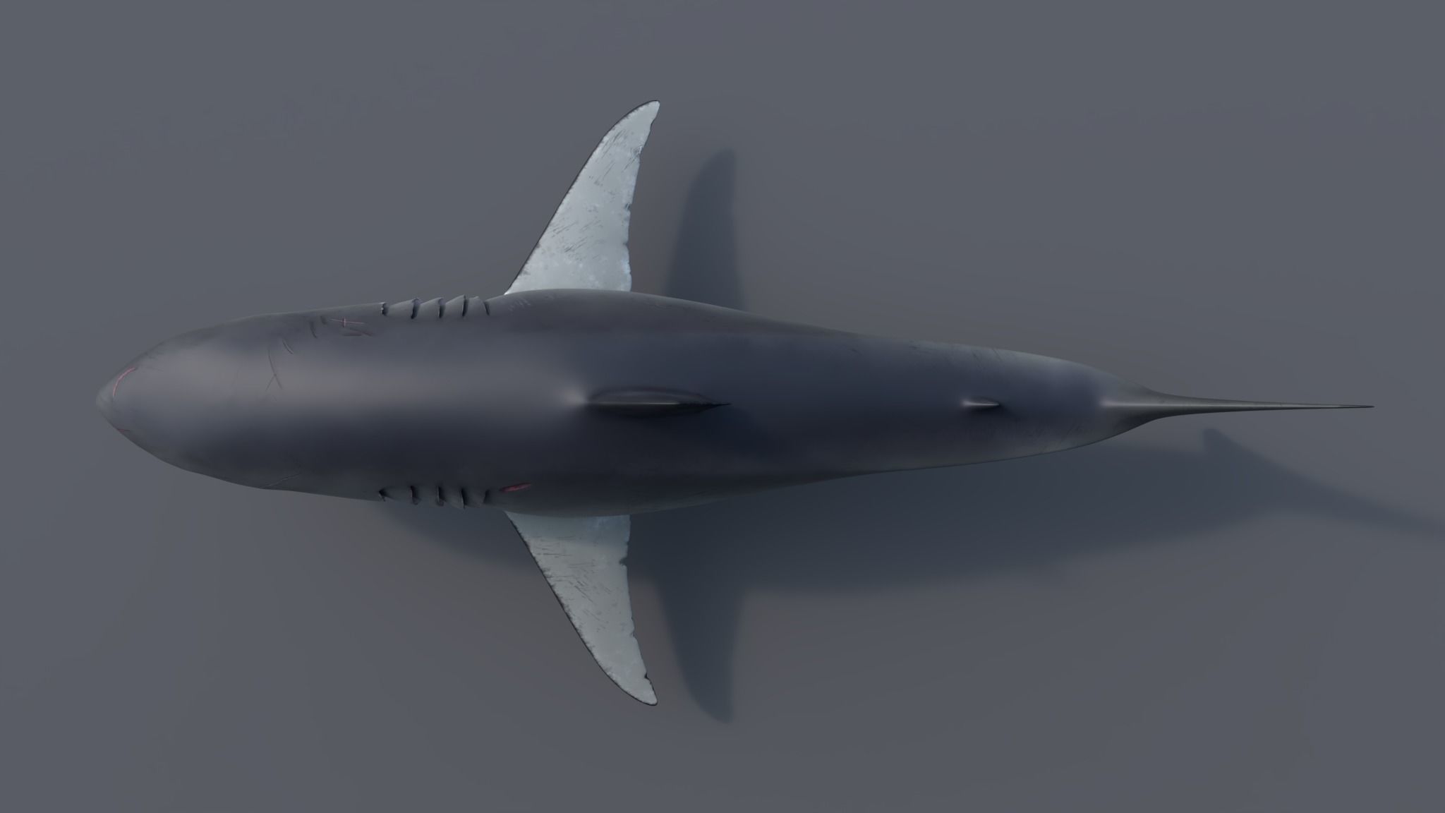 Great white shark - Carcharodon carcharias 3D model_11