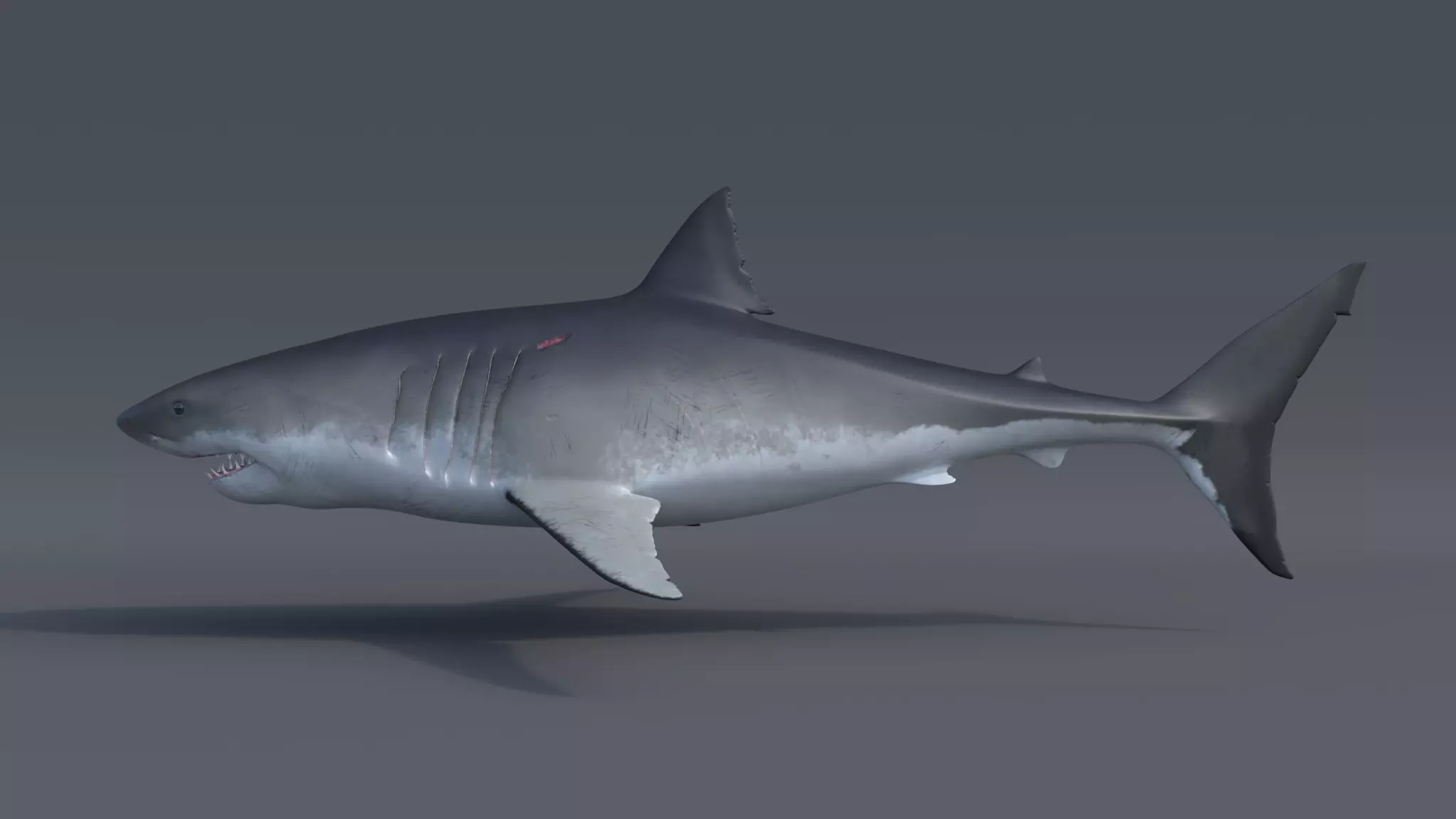 Great white shark - Carcharodon carcharias 3D model_0