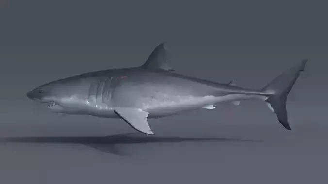 Great white shark - Carcharodon carcharias 3D model