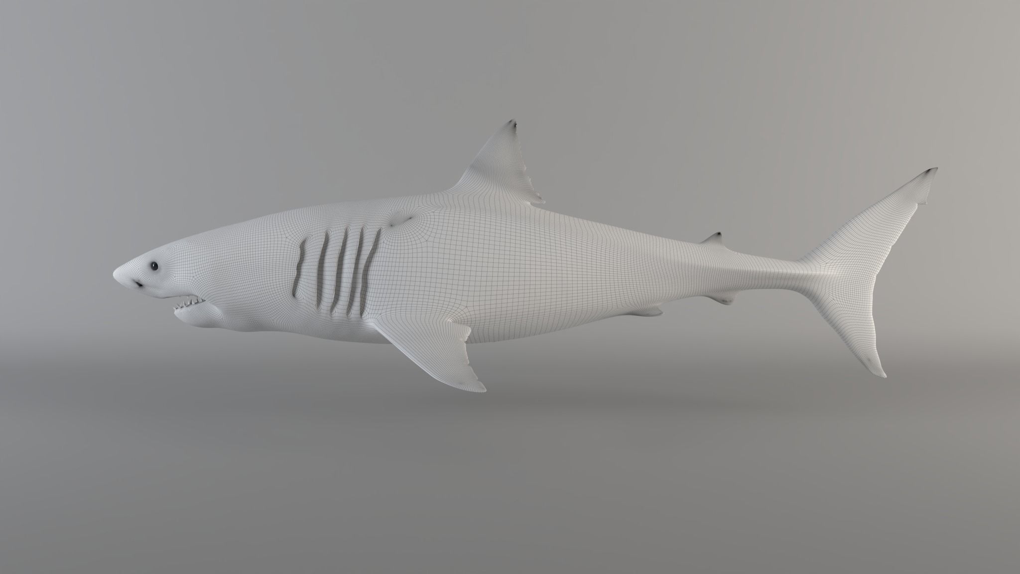 Great white shark - Carcharodon carcharias 3D model_2