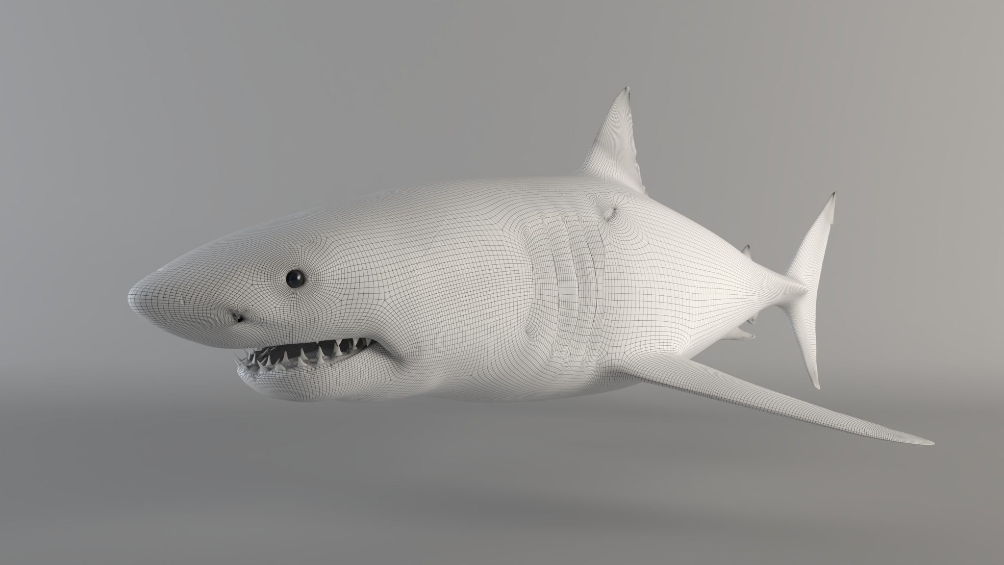 Great white shark - Carcharodon carcharias 3D model_15