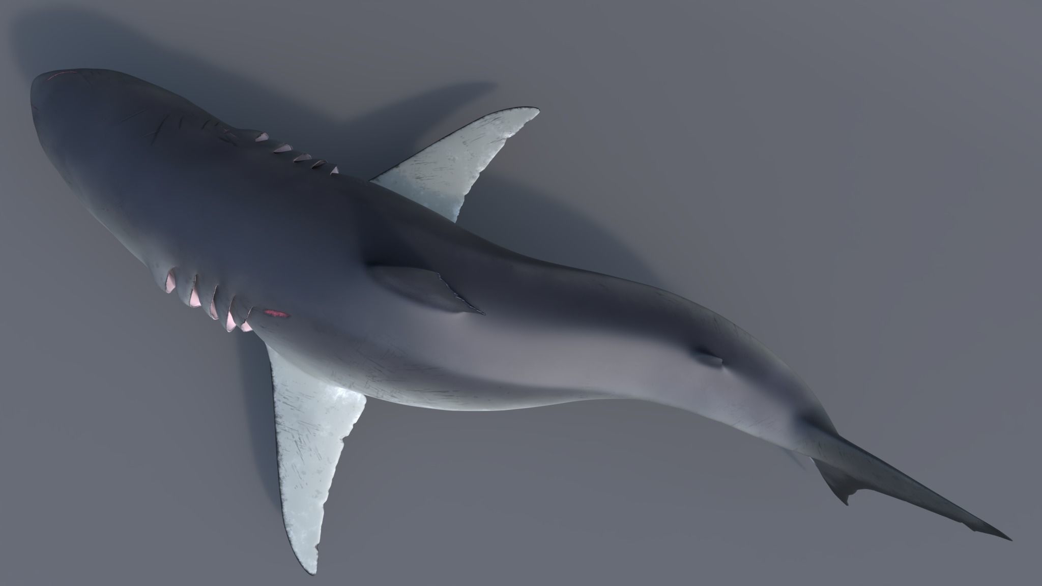 Great white shark - Carcharodon carcharias 3D model_4