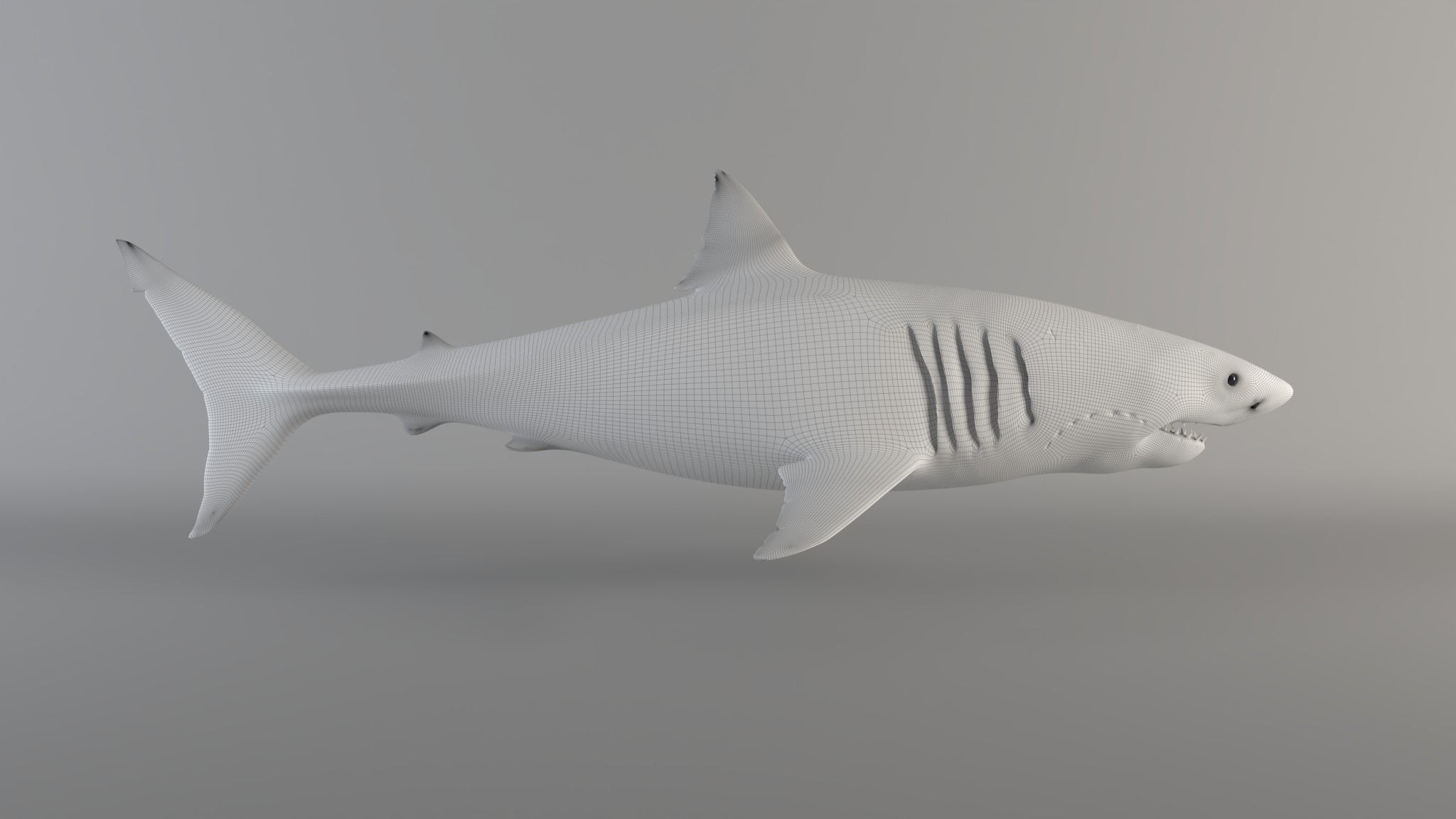 Great white shark - Carcharodon carcharias 3D model_8