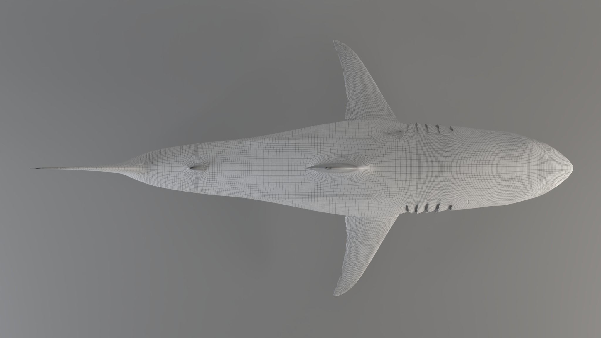 Great white shark - Carcharodon carcharias 3D model_12