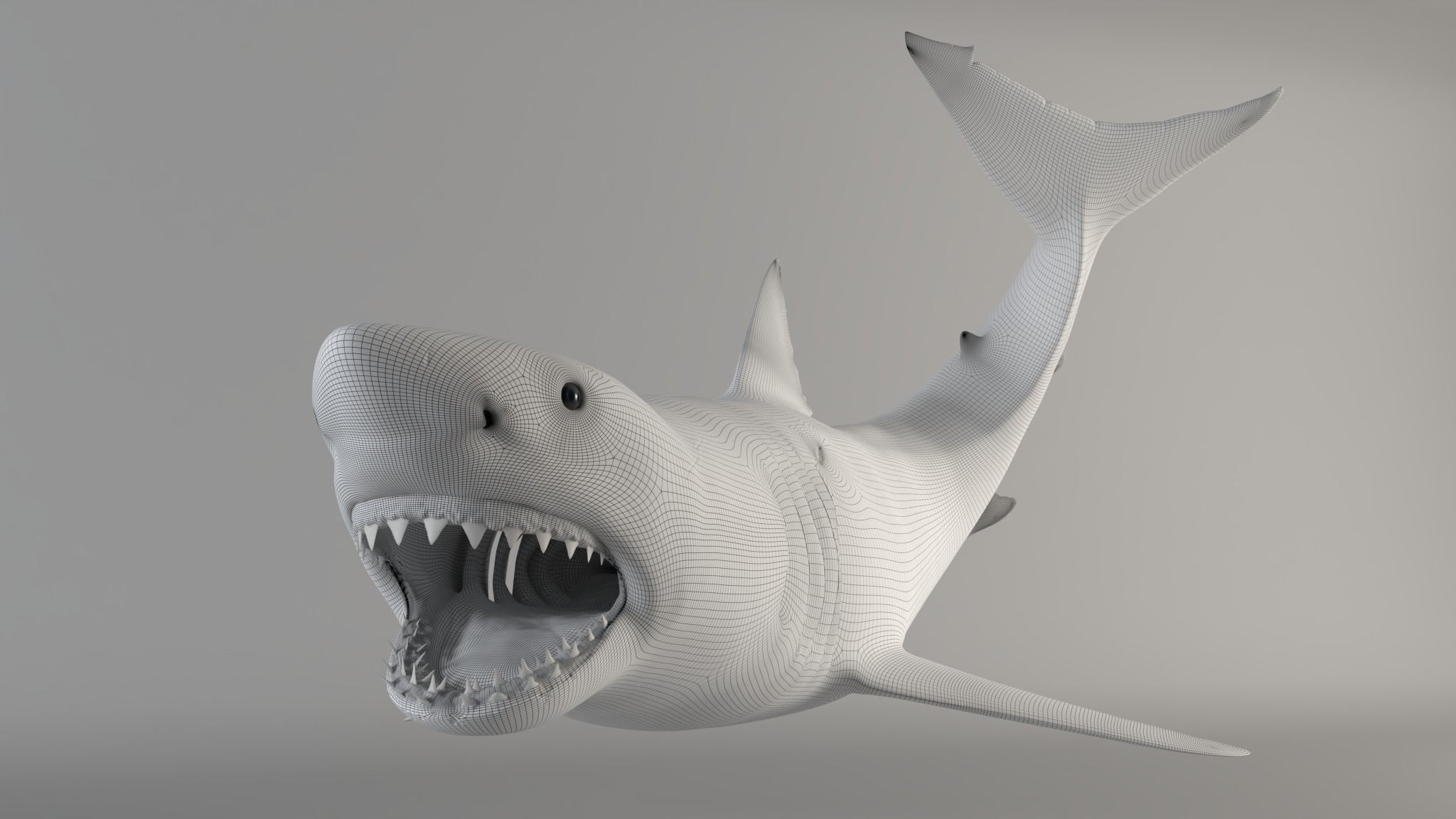 Great white shark - Carcharodon carcharias 3D model_17