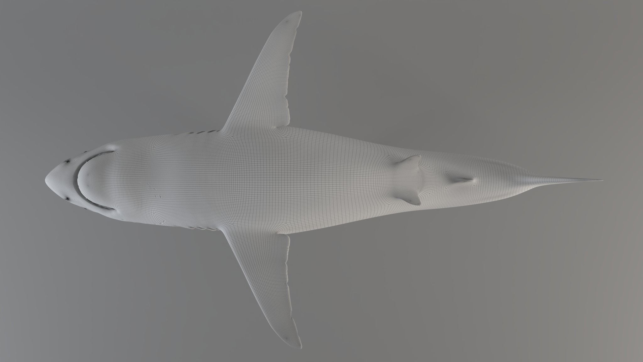 Great white shark - Carcharodon carcharias 3D model_14