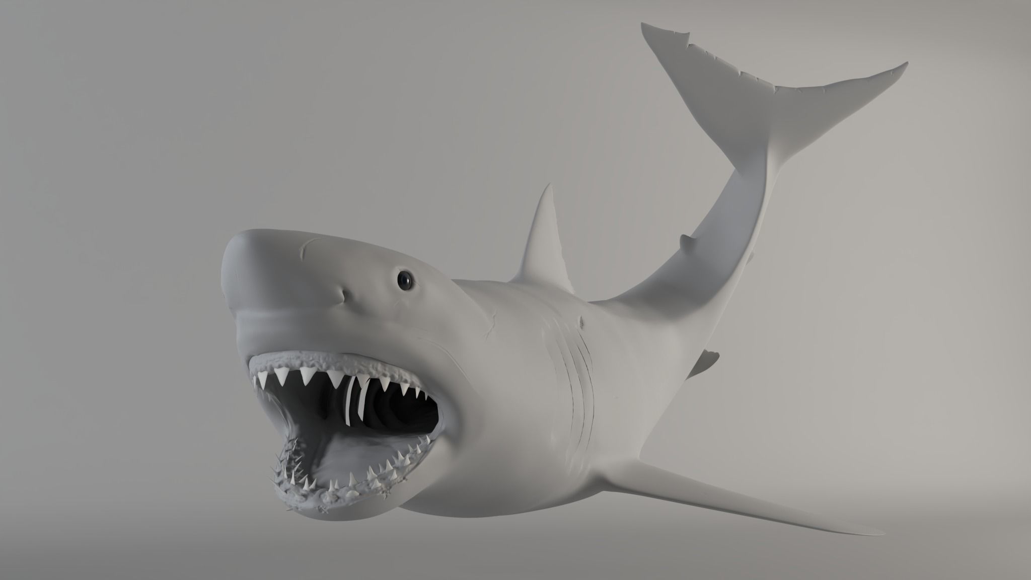 Great white shark - Carcharodon carcharias 3D model_18