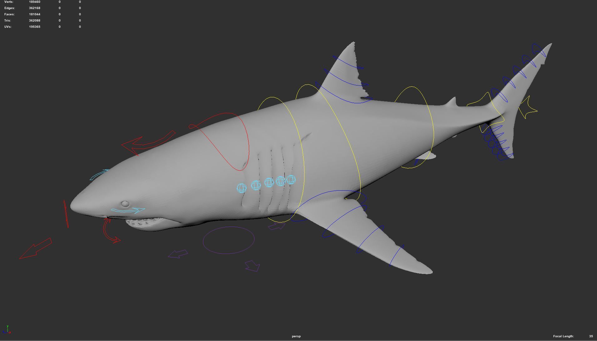 Great white shark - Carcharodon carcharias 3D model_3
