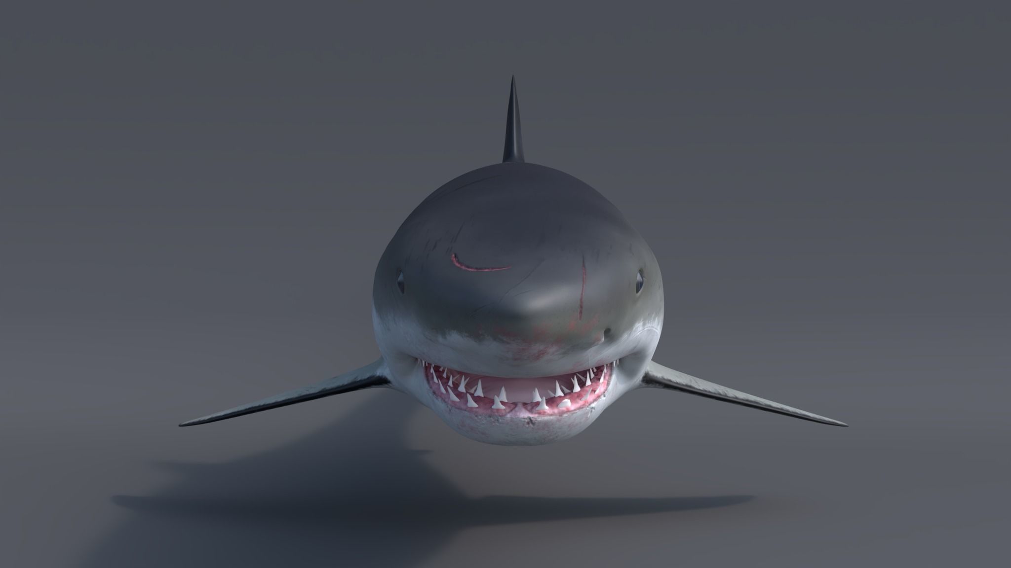 Great white shark - Carcharodon carcharias 3D model_5