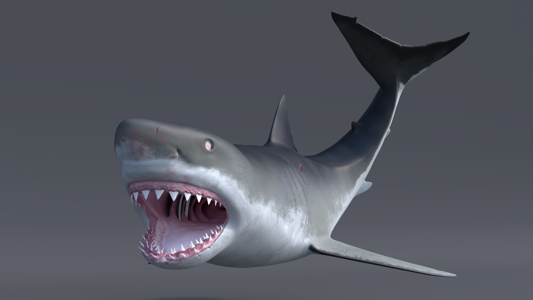 Great white shark - Carcharodon carcharias 3D model_16