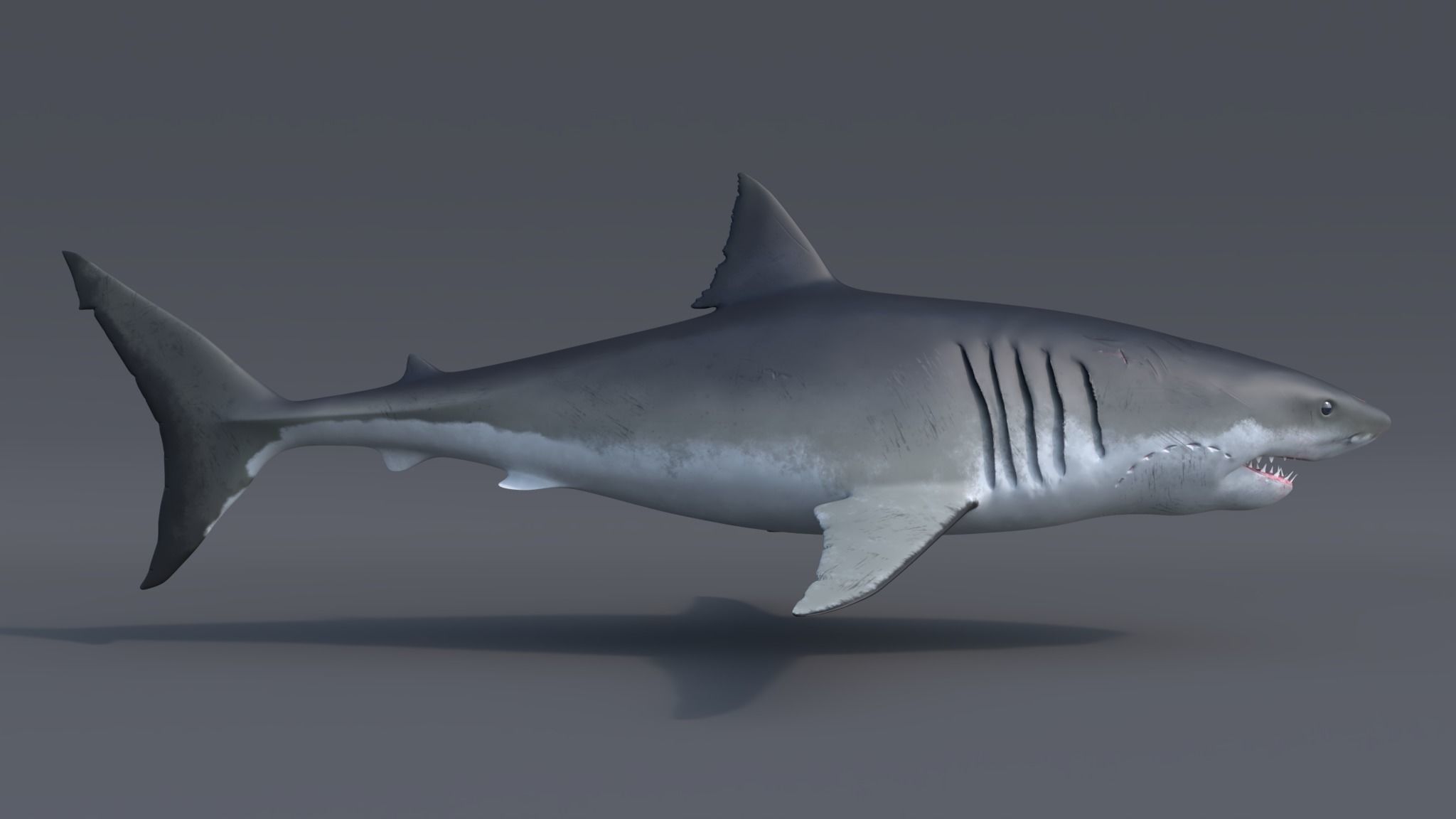 Great white shark - Carcharodon carcharias 3D model_7