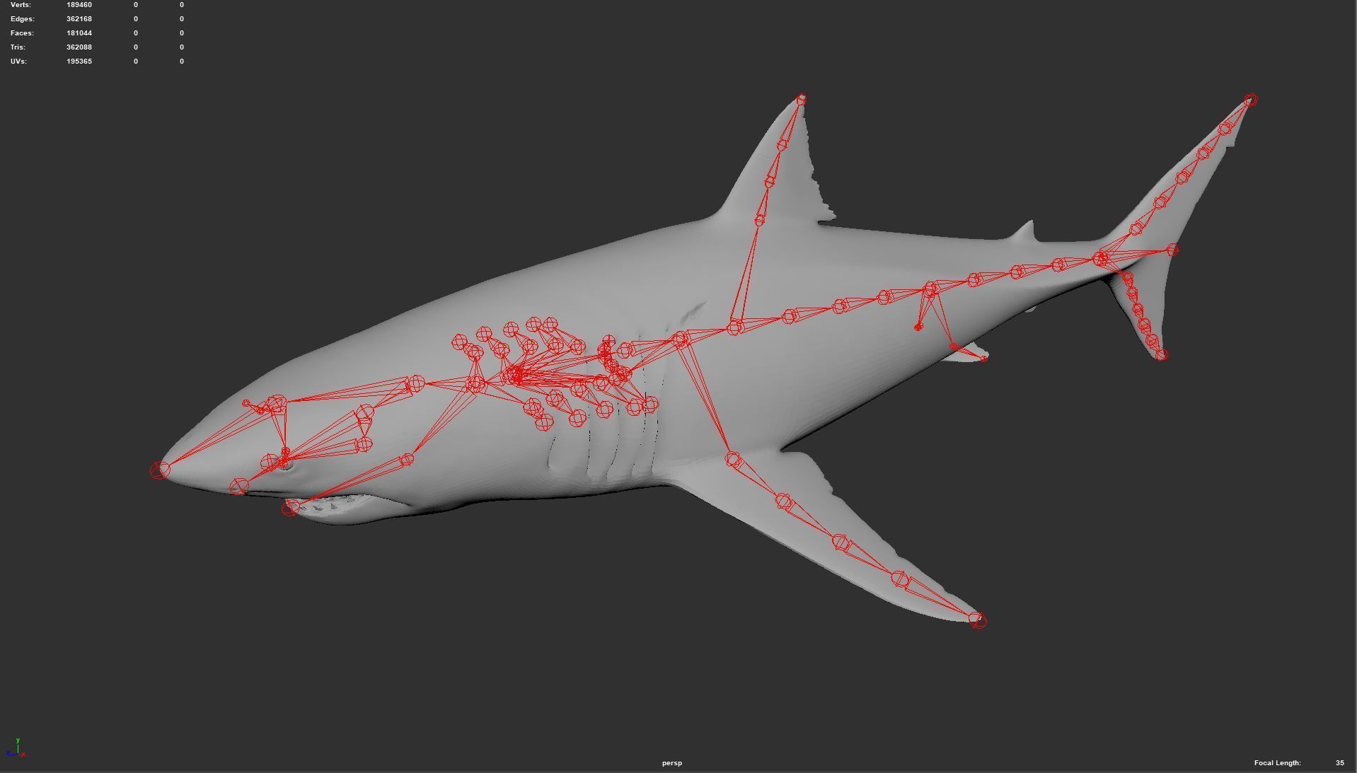 Great white shark - Carcharodon carcharias 3D model_19