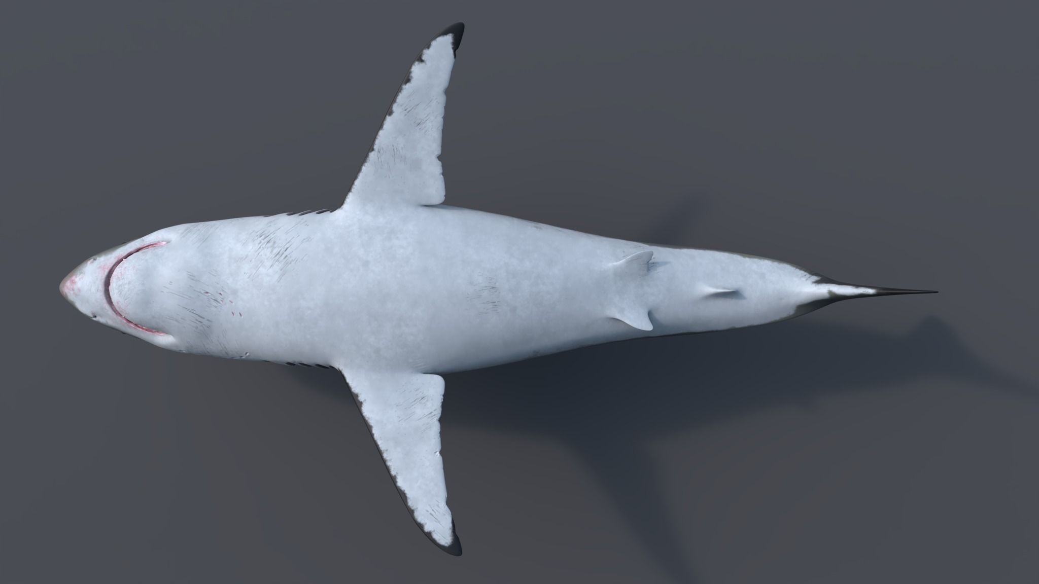 Great white shark - Carcharodon carcharias 3D model_13