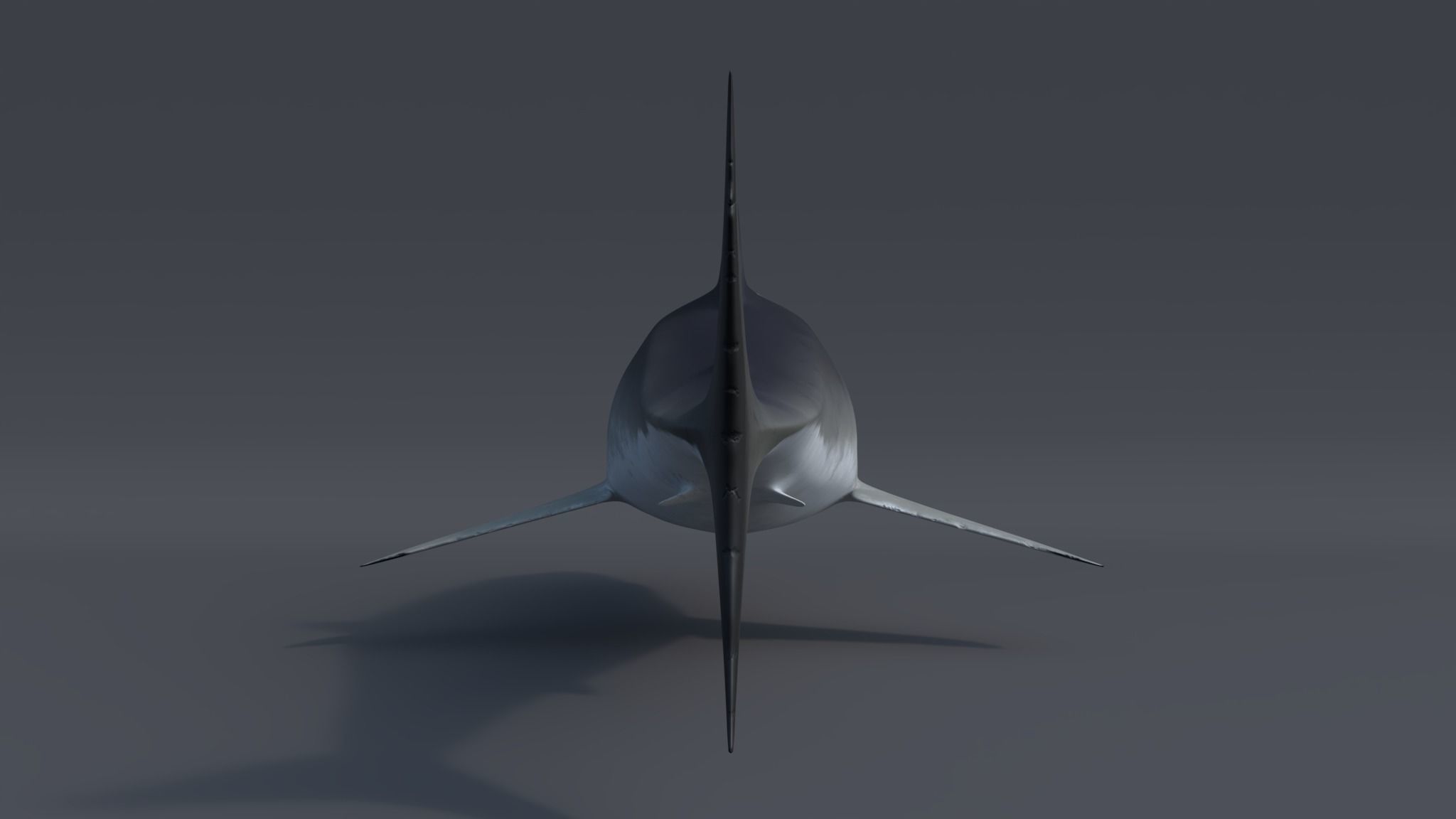 Great white shark - Carcharodon carcharias 3D model_9