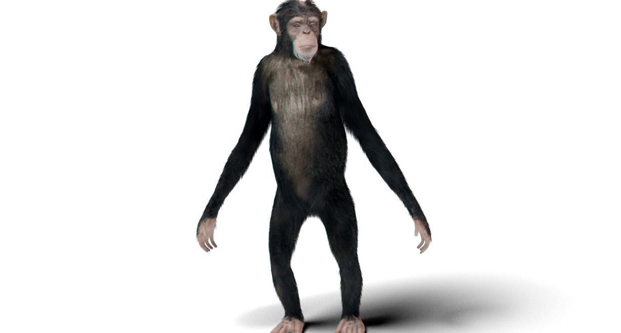 chimp rigged and animated  3D model_2