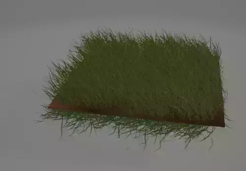 Grass
