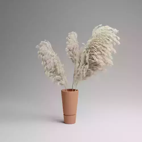 Pampas Grass Plant In Vase