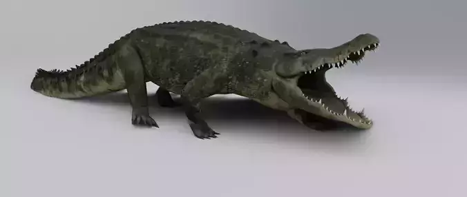 Crocodile