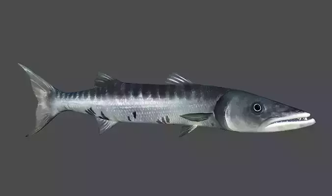 Barracuda fish