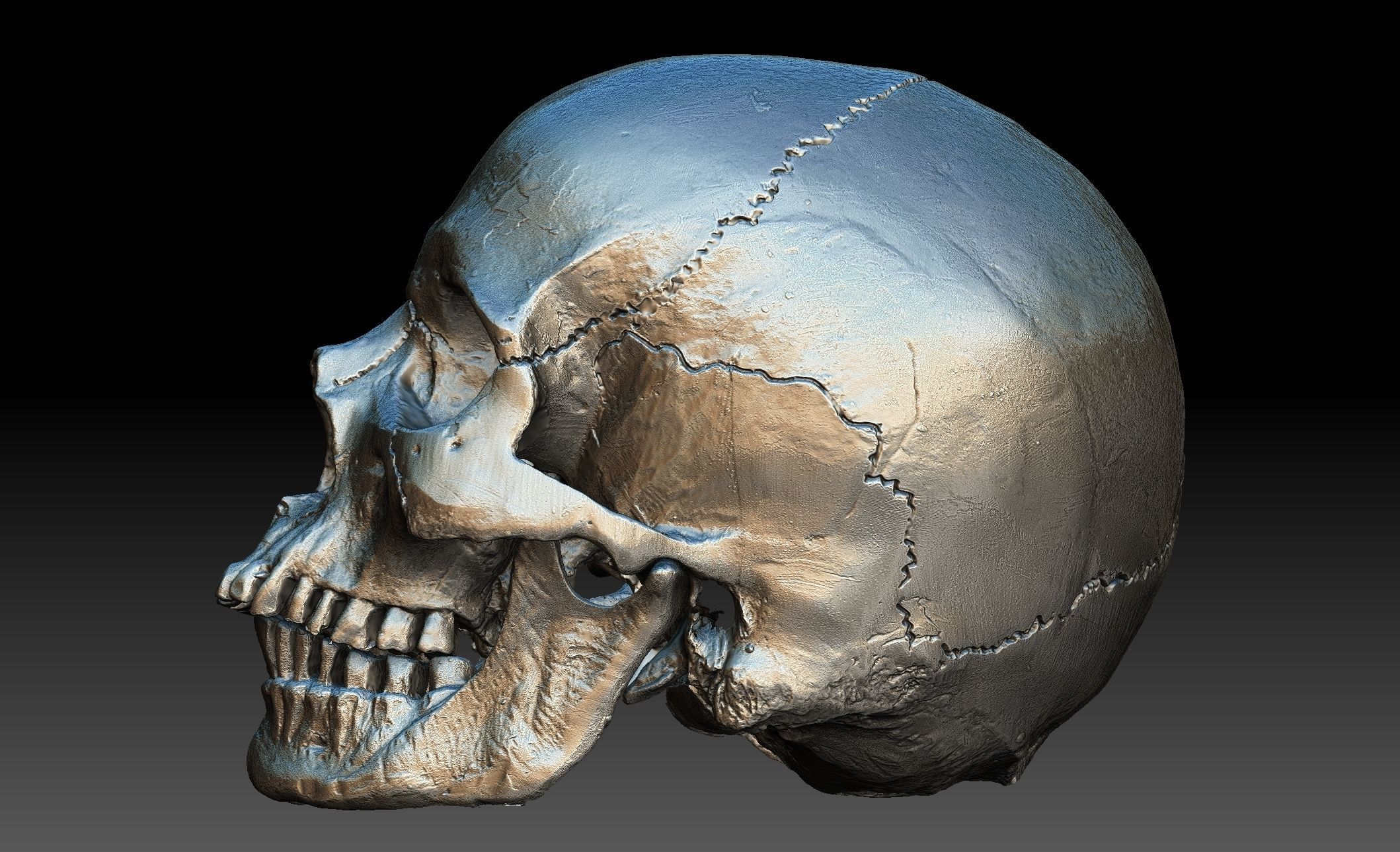 Human Skull and Jaw 3D model_3