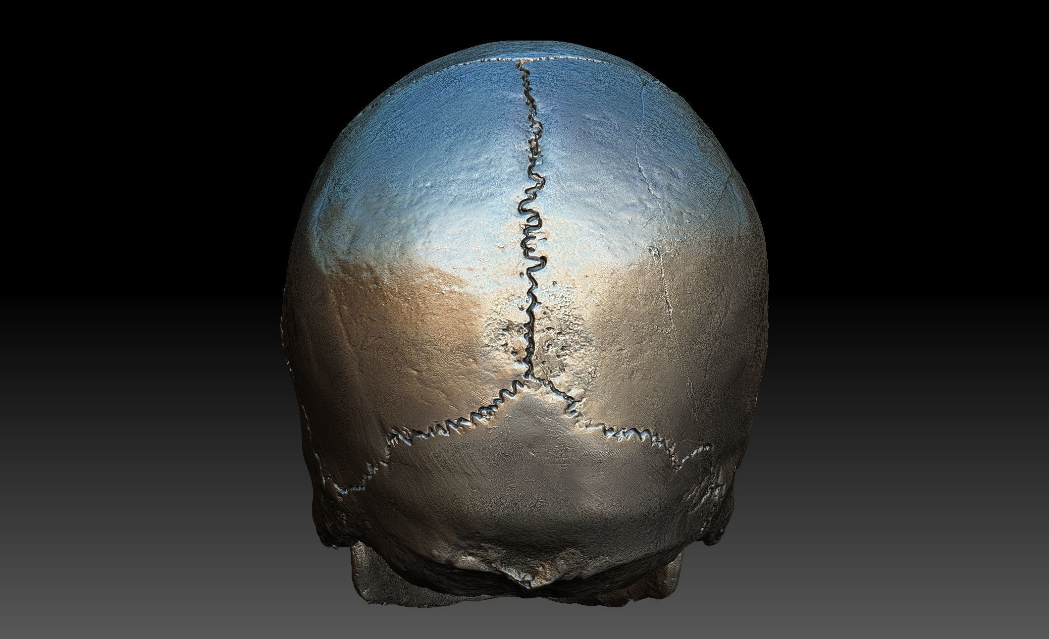 Human Skull and Jaw 3D model_2