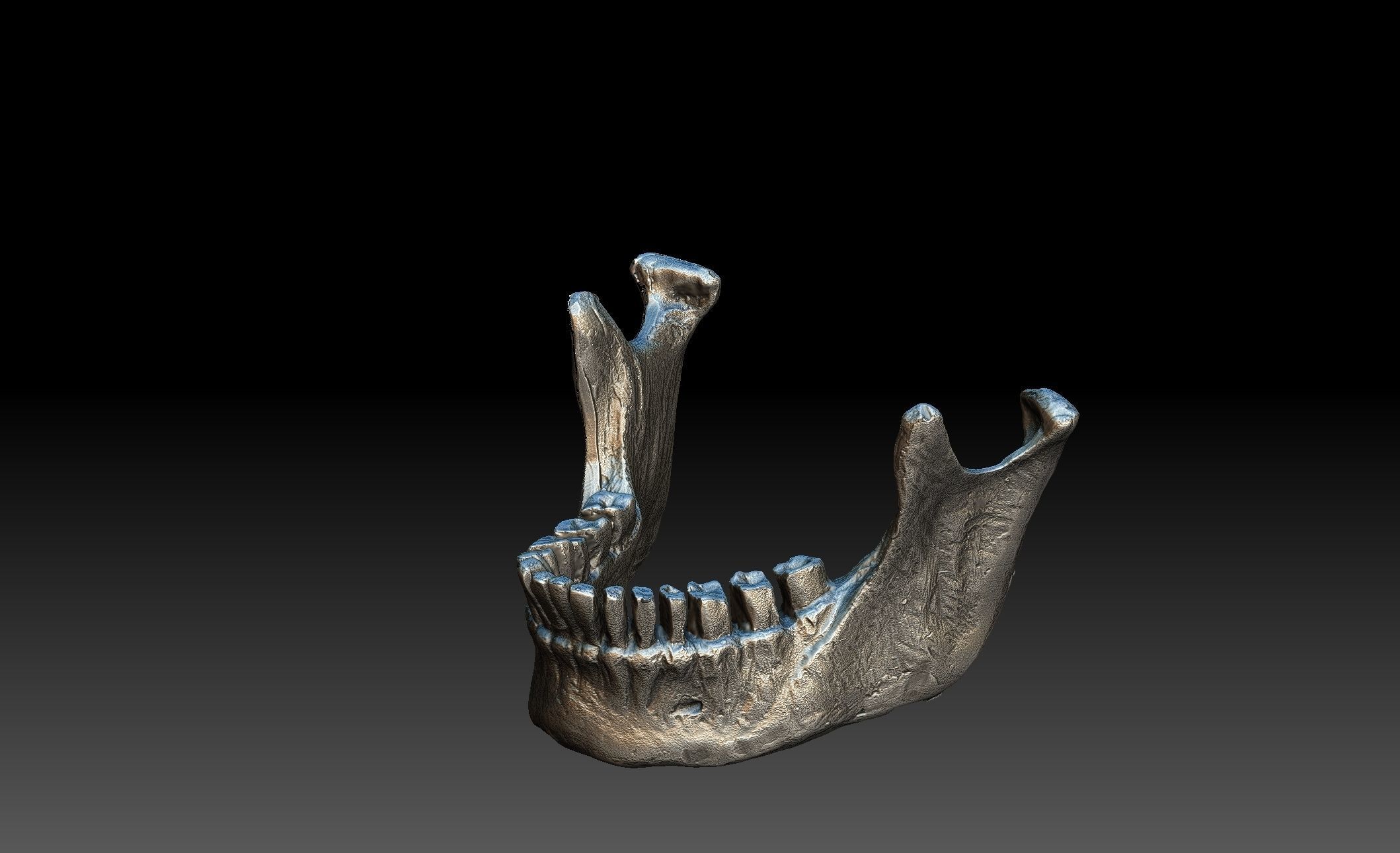 Human Skull and Jaw 3D model_6