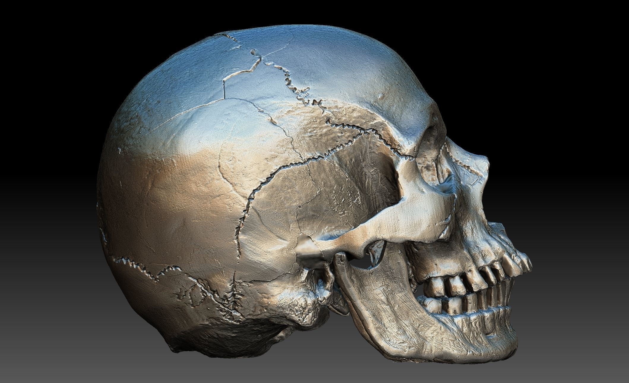 Human Skull and Jaw 3D model_4